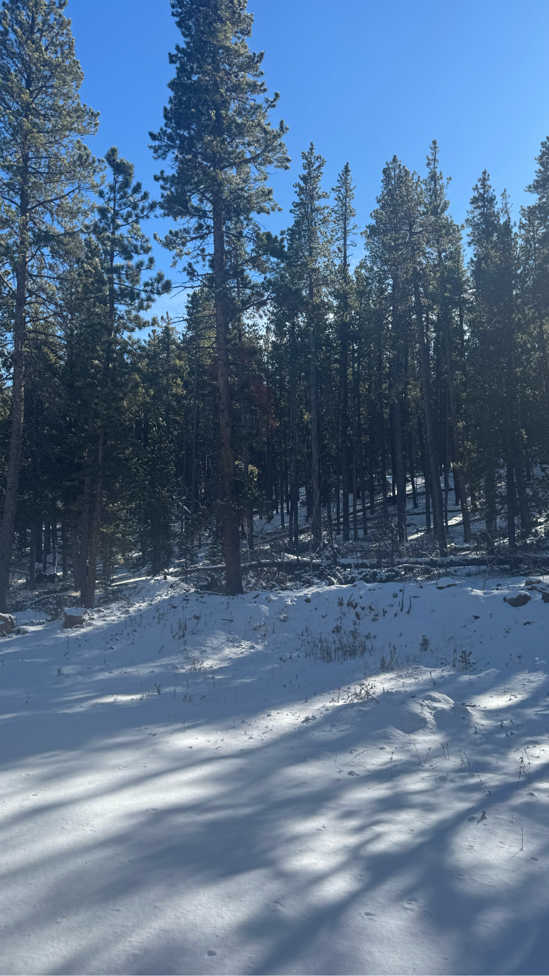 Snow-covered forest floor beneath tall pine trees on a clear winter day. Long tree shadows stretch across the snow, with dense evergreens rising against a bright blue sky.