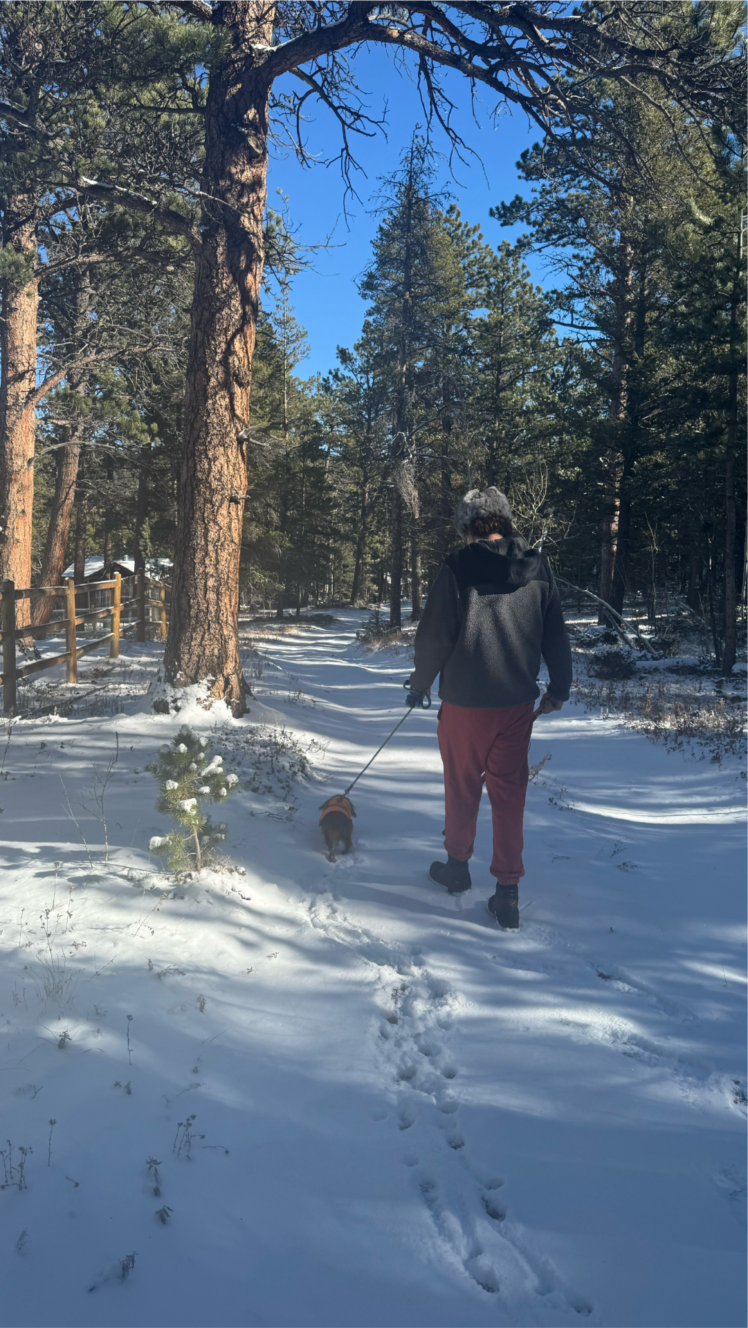 A person walking a small dog (Copper) on a leash along a snowy forest path. Tall pine trees surround the trail, with footprints visible in the snow and sunlight filtering through the trees on a clear winter day.