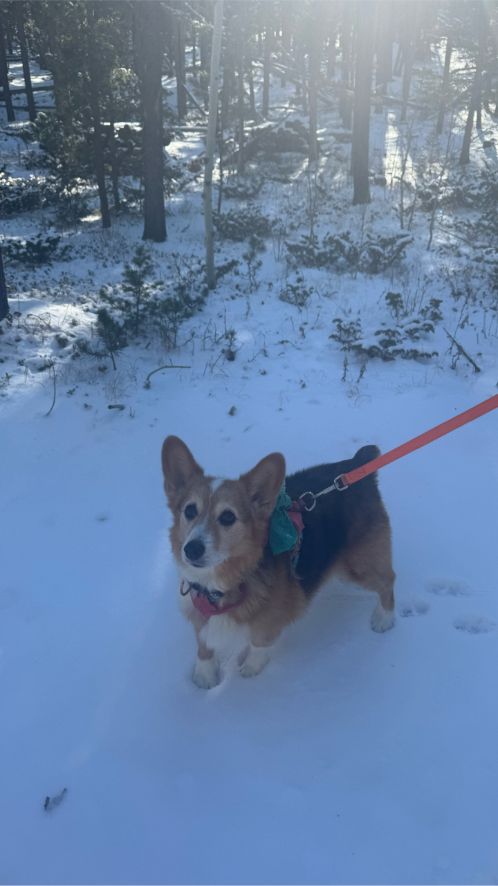 A small corgi (Maisie) standing in fresh snow on a forest trail, wearing a harness and leash. Evergreen trees and patches of sunlight fill the background on a bright winter day.