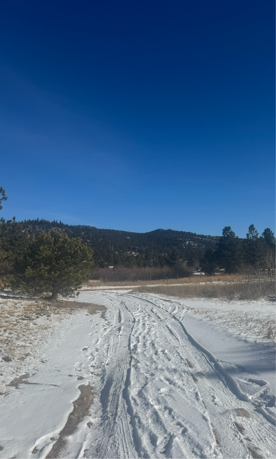 “A snow-covered trail curving through an open meadow with low shrubs and pine trees. Tracks run through the snow toward forested hills in the distance beneath a deep blue winter sky.”