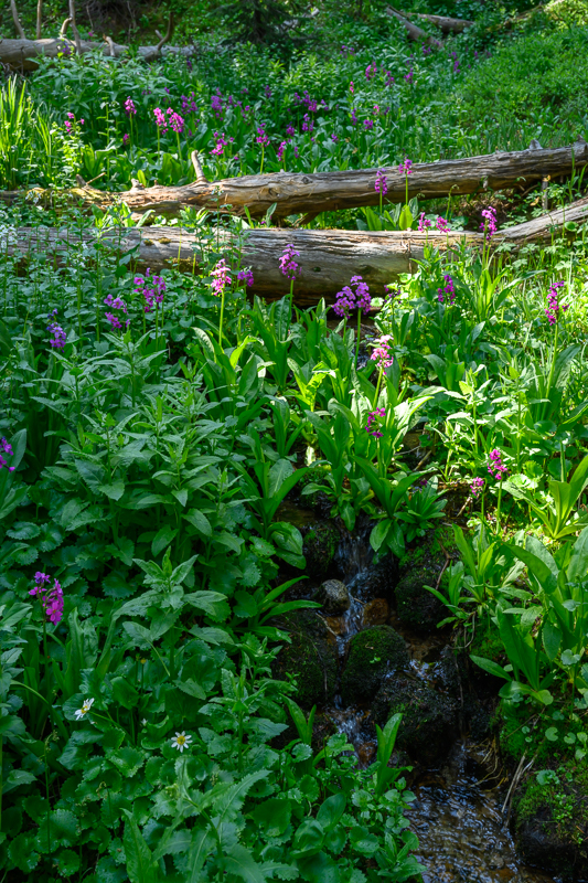 Wildflowers along the trail